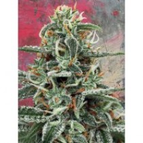 White Widow – Ministry Seeds