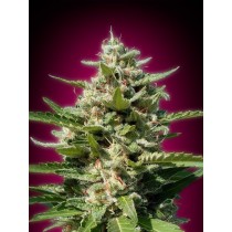 White Kush - Advanced Seeds