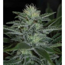 White Widow – Pyramid Seeds