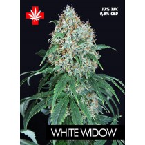 White Widow – Pure Seeds