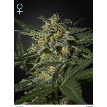 White Widow Auto CBD - Green House