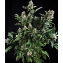 Auto White Widow – Pyramid Seeds