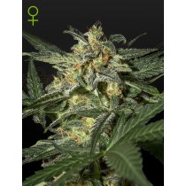 White Widow Auto - Green House Seeds