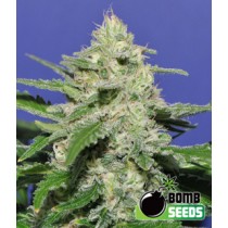 Widow Bomb – Bomb Seeds