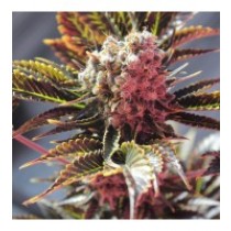 Wildy White – BCN Seeds