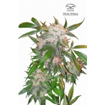 White Widow – Dutch Passion