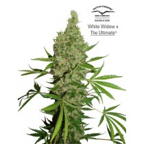 White Widow x The Ultimate Regular – Dutch Passion