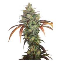 Y Griega CBD 2.0 - Medical Seeds