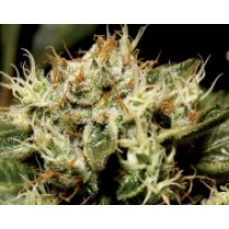 Yumbolt – CBD Seeds