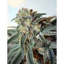 Zombie Kush Ripper Seeds