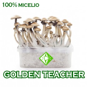 KIT SETAS GOLDEN TEACHER MICELIO 100%
