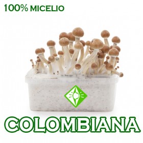 KIT SETAS COLOMBIANAS MICELIO 100%