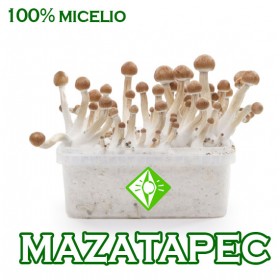 KIT SETAS MAZATAPEC MICELIO 100%