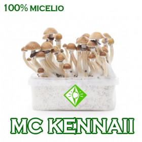 KIT SETAS MCKENNAII MICELIO 100%