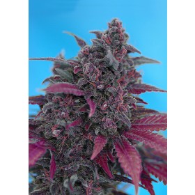 Dark Devil Auto Sweet Seeds