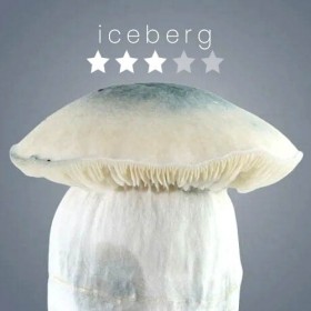 Iceberg Growkit – Royale Flush