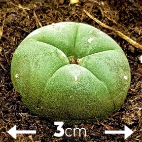 Cactus Peyote 3cm Diámetro