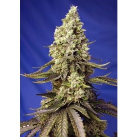 Runtz XL Auto - Sweet Seed 