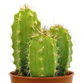 Cactus San Pedro (Echinopsis Pachanoi) - 10cm