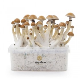 KIT SETAS THAILANDESAS 100% MICELIO