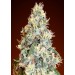 Auto Jack Herer - Advanced Seeds