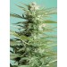 Auto Sweet Dwarf - Advanced Seeds