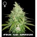 Afghan Kush x Superskunk - Veneno Seeds