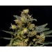 AK – CBD Seeds