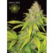 AK49 Auto – Vision Seeds