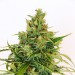 Amnesi-K-Lemon – Kannabia Seeds