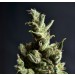 Amnesia 5 – CBD Seeds