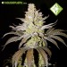 Amnesia - Houseplant Seeds- 21% T.H.C.