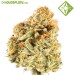 Auto Critical - Houseplant Seeds - 18% T.H.C.