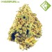 Auto Maxi Haze - Houseplant Seeds