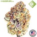 Auto Mimosa - Houseplant Seeds - 22% T.H.C.