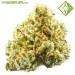 Auto Pineapple - Houseplant Seeds - 19% T.H.C.