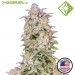 AUTO RUNTZ. - Houseplant Seeds - 22% THC