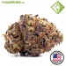 AUTO TROPICANA COOKIES. - Houseplant Seeds - 27% THC