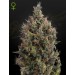 Big Bang Auto - Green House Seeds