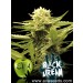 Black Dream - Eva Seeds