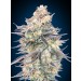 Blue Dream - 00 Seeds