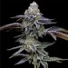 Blue Dream - Barney´s Farm