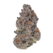 Bob 87 – Purple City Genetics - 10 Semillas Feminizadas
