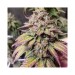 The Bridge - Purple City Genetics - 10 Semillas Feminizadas