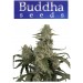 Quasar - Buddha Seeds