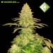 Cannalope Haze - Houseplant seeds