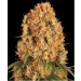 Orange Sherbert – Barney’s Farm