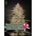 Chemical Candy Auto - Green House Seeds
