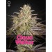 Cloud Walker - Green House Seeds