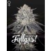 Franco's Fullgas! - Green House Seeds